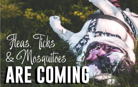 Bug Season Preparation with Flea, Tick & Mosquito Solutions